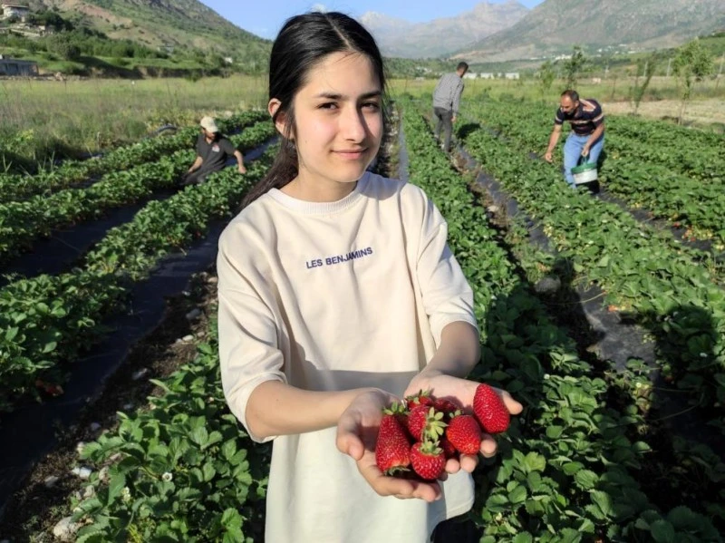 çilek