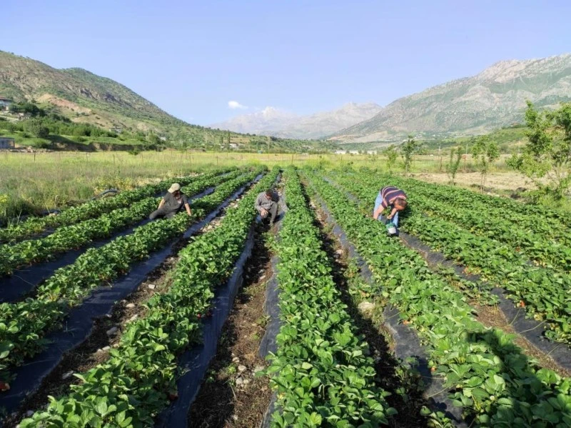 çilek