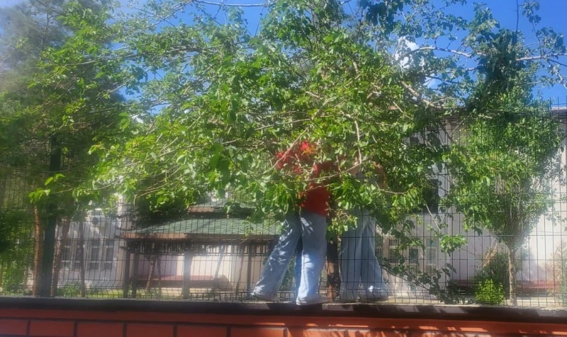 DUT MEVSİMİ BAŞLADI, ÇOCUKLAR DALLARDA