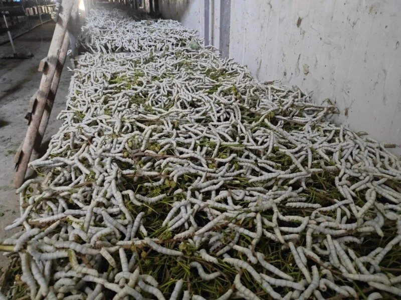 İPEK BÖCEKÇİLİĞİ 150 AİLENİN UMUDU OLDU