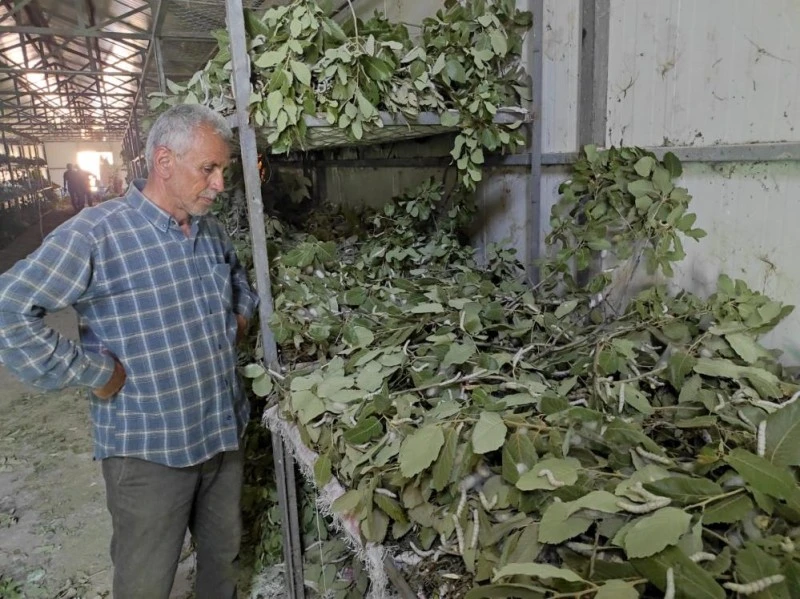 İPEK BÖCEKÇİLİĞİ 150 AİLENİN UMUDU OLDU