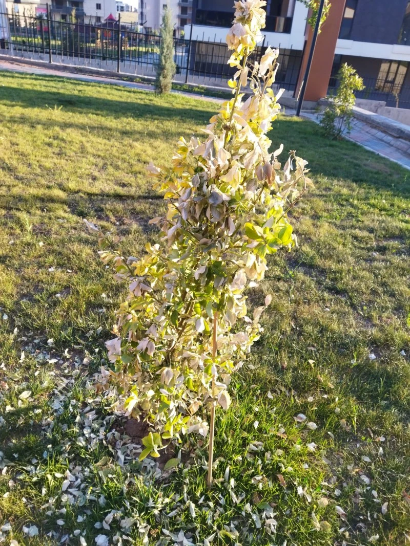 aa