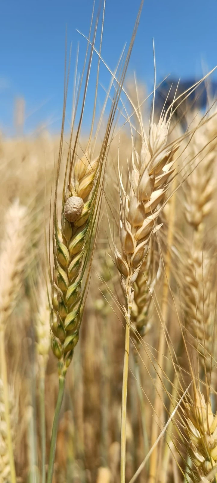 tarım