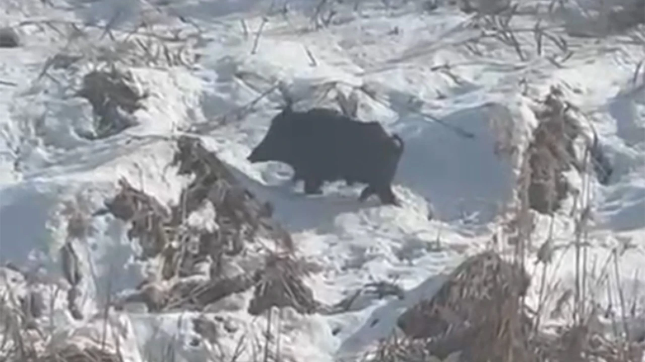 YABAN DOMUZLARI KENTE YAKLAŞTI