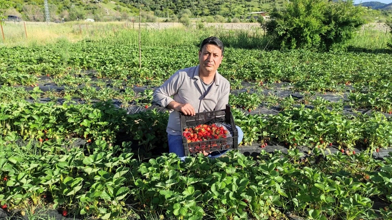 SASON’DA YILIN SON ÇİLEKLERİ TEZGAHA İNİYOR