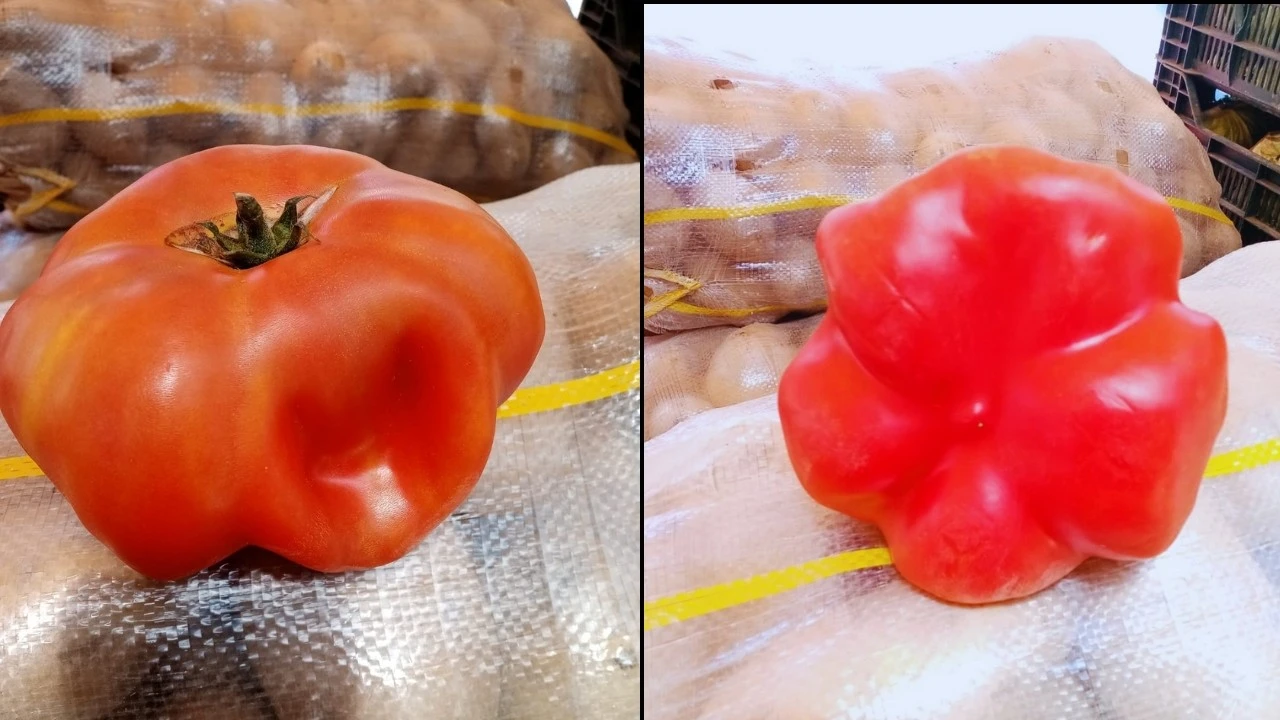 DOMATESİN ŞEKLİ ŞAŞIRTTI