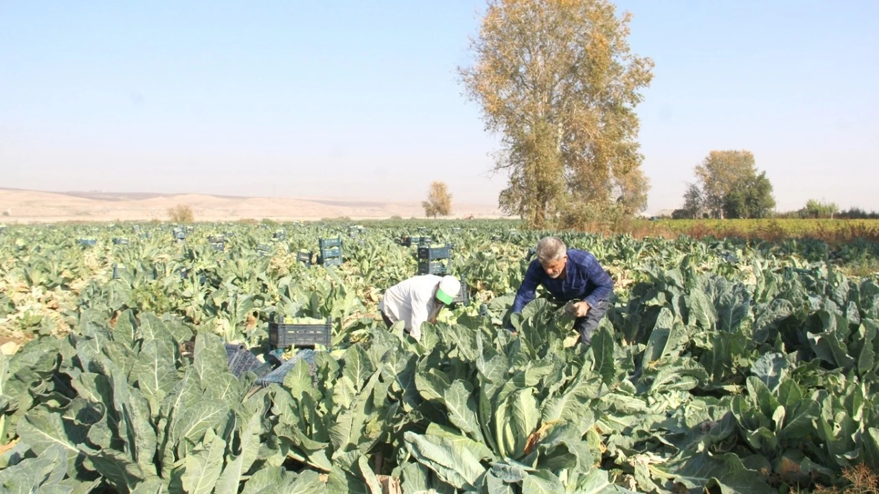 BATMANLI ÇİFTÇİLER: ÜRÜN VERİMLİ AMA ZARARDAYIZ