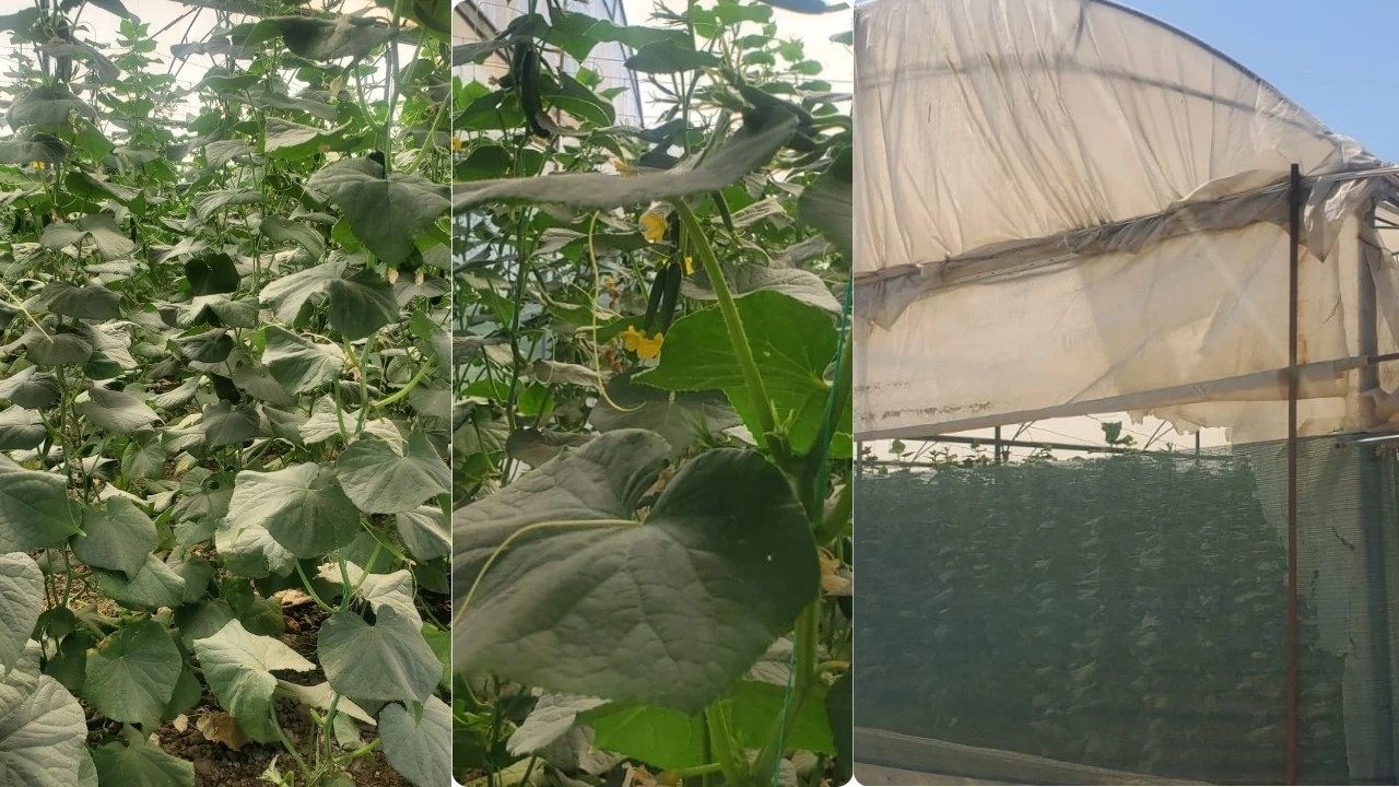 SERACILAR KOOPERATİFLEŞME ÇAĞRISI YAPTI