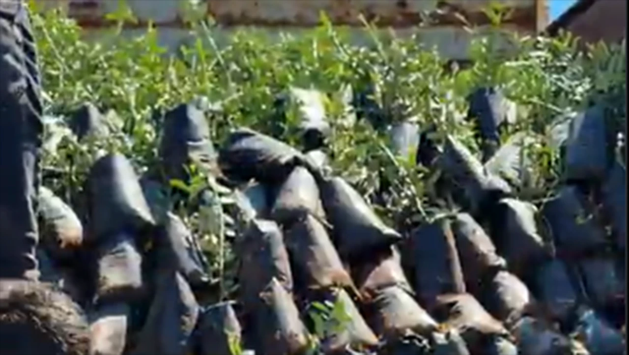 HASANKEYF’TE ZEYTİNCİLİĞE 4 BİN FİDAN DESTEĞİ