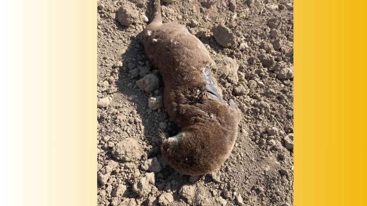 KORUNAN SU SAMURU TELEF OLDU