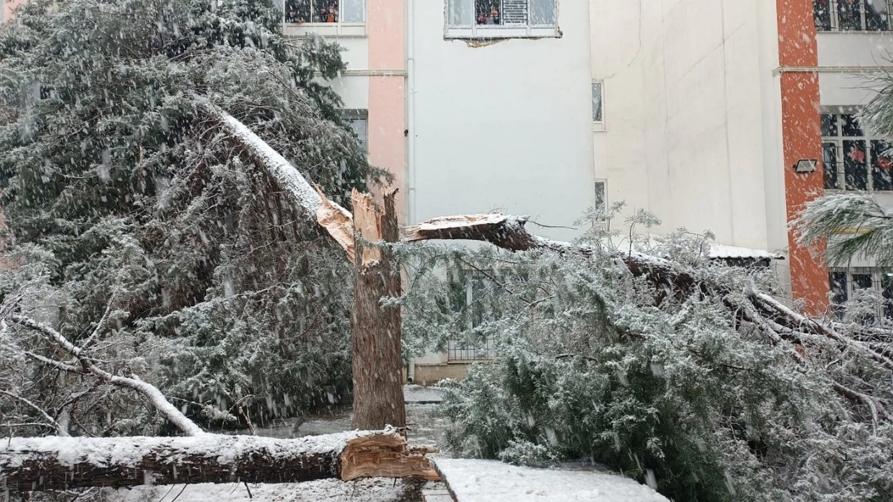 OKUL BAH&Ccedil;ESİNDE AĞA&Ccedil; DEVRİLDİ