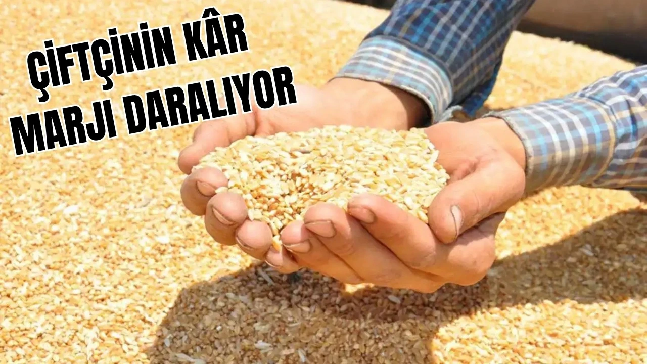 REKOLTE GÜLDÜRDÜ, FİYAT ÜZDÜ