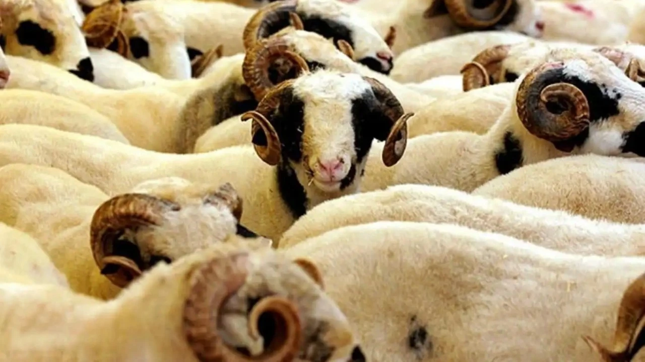 VEKALETLE KURBAN KESMEK NE KADAR OLDU?