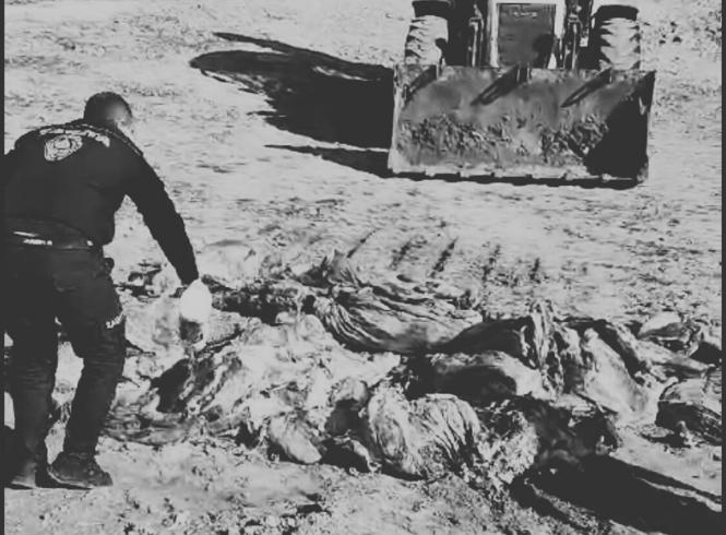 SAĞLIK 1150 kilo kaçak et imha edildi