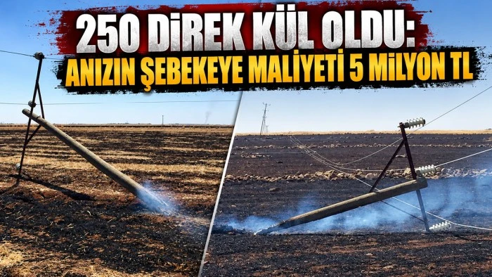 250 DİREK K&Uuml;L OLDU