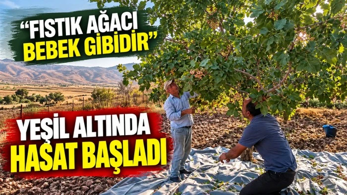 Fıstık ağacı bebek gibidir