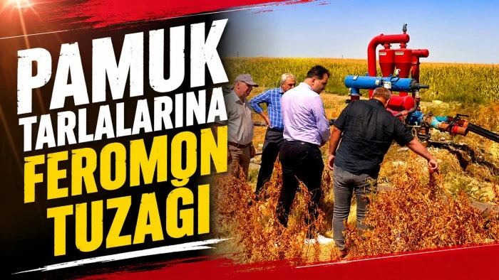 PAMUK TARLALARINA FEROMON TUZAĞI