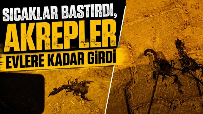 SICAKLAR BASTIRDI, AKREPLER EVLERE KADAR GİRDİ