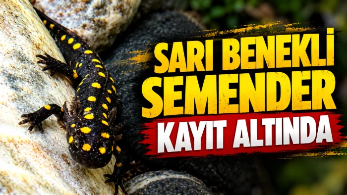 SARI BENEKLİ SEMENDER KAYIT ALTINDA