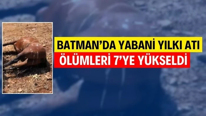 ÖLDÜRÜLEN ATLARIN SAYISI 7'YE YÜKSELDİ