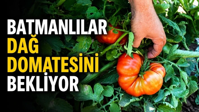 BATMANLILAR DAĞ DOMATESİNİ BEKLİYOR