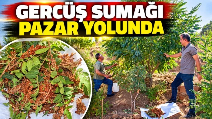 GERC&Uuml;Ş SUMAĞI PAZAR YOLUNDA