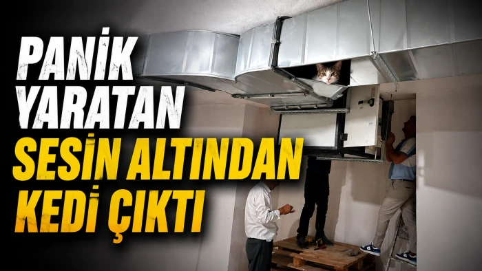 PANİK YARATAN SESİN ALTINDAN KEDİ &Ccedil;IKTI