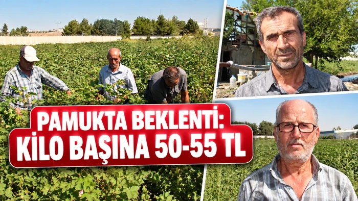 PAMUKTA BEKLENTİ: KİLO BAŞINA 50-55 TL