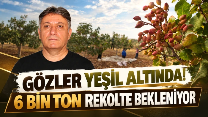 G&Ouml;ZLER YEŞİL ALTINDA! 6 BİN TON REKOLTE BEKLENİYOR