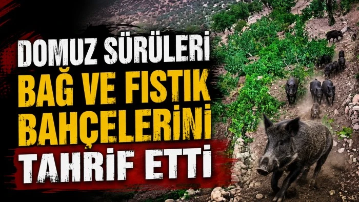 DOMUZ S&Uuml;R&Uuml;LERİ BAĞ VE FISTIK BAH&Ccedil;ELERİNİ TAHRİF ETTİ