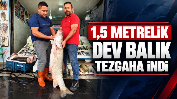 1,5 METRELİK DEV BALIK TEZGAHA İNDİ