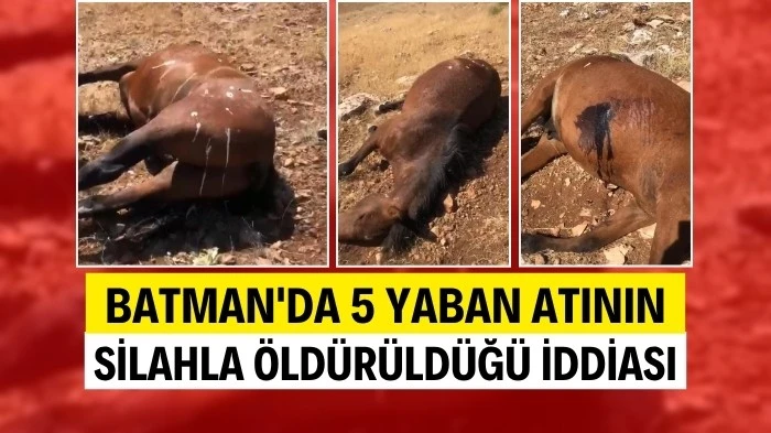YABAN ATLARI SİLAHLA MI ÖLDÜRÜLDÜ?