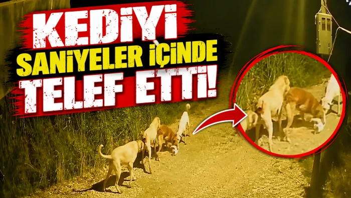Kediyi saniyeler i&ccedil;inde telef etti