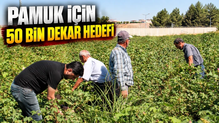 PAMUK İ&Ccedil;İN 50 BİN DEKAR HEDEFİ