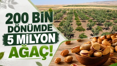 200 BİN D&Ouml;N&Uuml;MDE 5 MİLYON AĞA&Ccedil;!