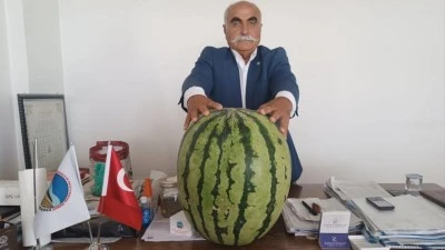 45 KİLOLUK KARPUZ DİKKAT ÇEKTİ