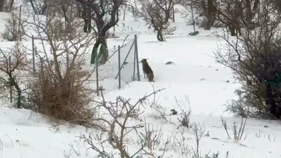 A&Ccedil; KALAN KURTLAR, ŞEHİR MERKEZİNE İNDİ