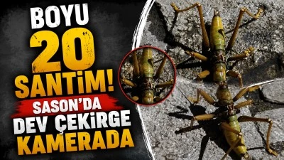 BOYU 20 SANTİM! SASON'DA DEV &Ccedil;EKİRGE KAMERADA