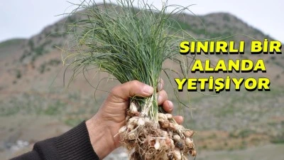 BU OTUN KİLOSU 15 BİN LİRA