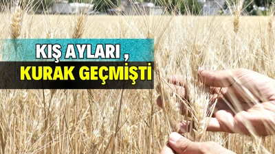 BUĞDAY VE ARPA DÜŞÜNDÜRÜYOR!