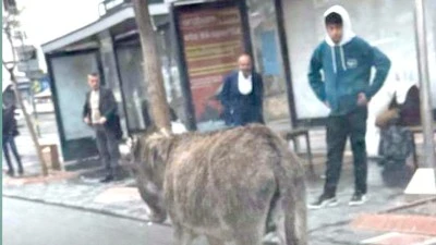 BULVARDA G&Ouml;R&Uuml;LEN EŞEK G&Uuml;L&Uuml;MSETTİ