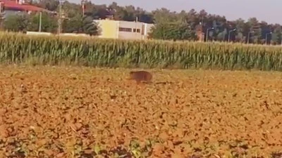 DOMUZ KÖYDE PANİĞE NEDEN OLDU 