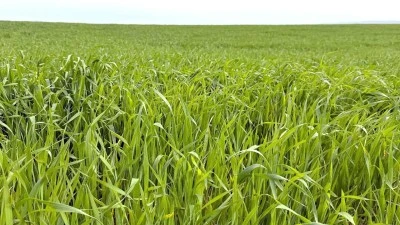 EKİNLERDE K&Ouml;K &Ccedil;&Uuml;R&Uuml;KL&Uuml;Ğ&Uuml; RİSKİ