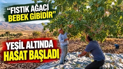 Fıstık ağacı bebek gibidir