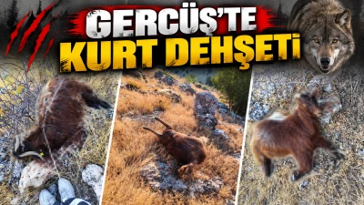 GERC&Uuml;Ş&rsquo;TE KURT DEHŞETİ