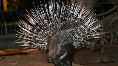 GERC&Uuml;Ş'TE NADİR G&Ouml;R&Uuml;LEN OKLU KİRPİ KAMERADA