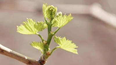 &Ccedil;İFT&Ccedil;İYE &Ccedil;İNKO VE BOR UYARISI