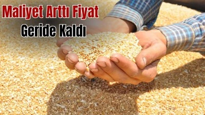 BUĞDAY FİYATI BEKLENTİNİN ALTINDA KALDI 