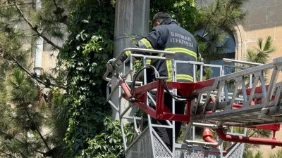 ELEKTRİK DİREĞİNDE MAHSUR KALAN KEDİYİ İTFAİYE KURTARDI