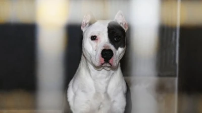 YARGITAY&rsquo;DAN PİTBULL KARARI